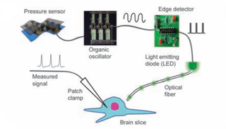 Illustration for article titled We're One Step Closer To Creating Artificial Skin With a Sense of Touch